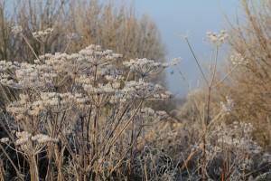 Frost on Hogweed   